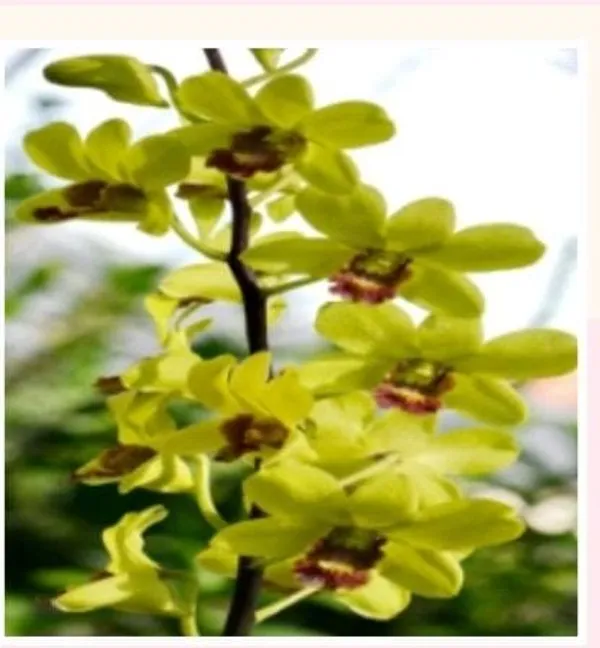 Dendrobium_burana_jade_medium_size